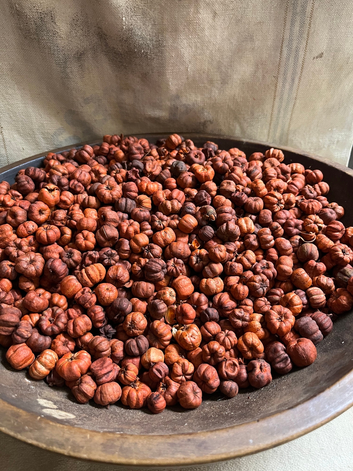 Primitive Orange Putka Pods 8 cups (8oz) or 16 Cups (1lb) Bag