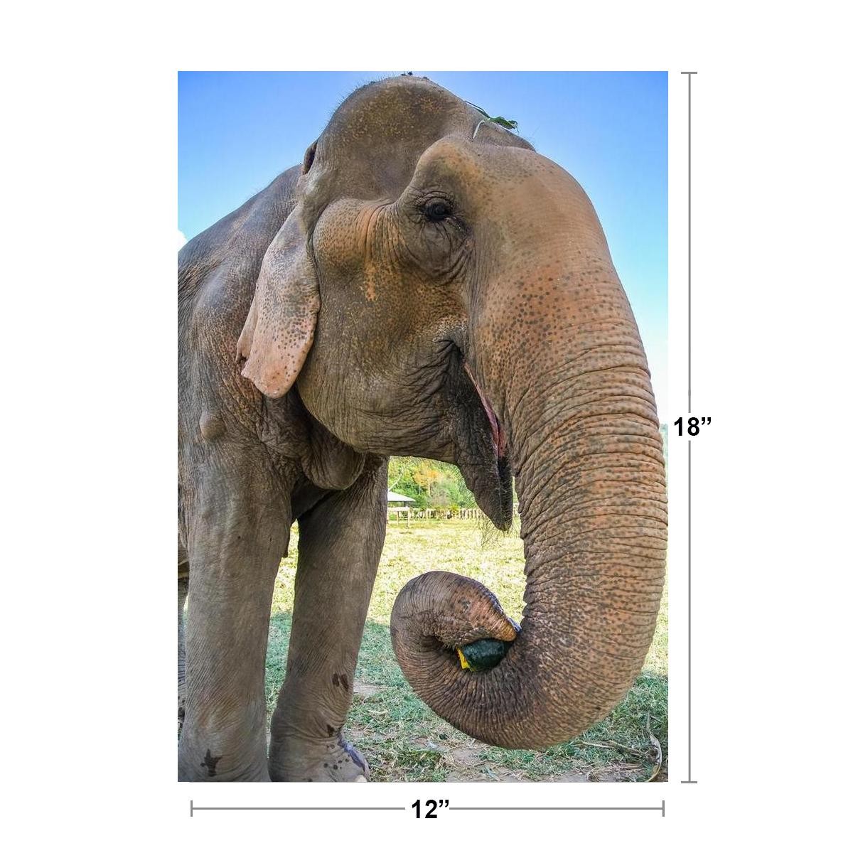 Asian Elephant Eating Pumpkin Wildlife Reserve Photo Art Print Poster 12×18