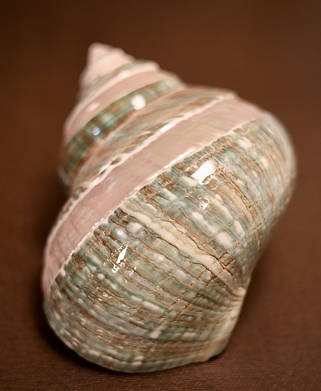 Glazed Seashell Sculpture Pearl Inlay Peak Coastal Minimalist Decor Art 3” Shell