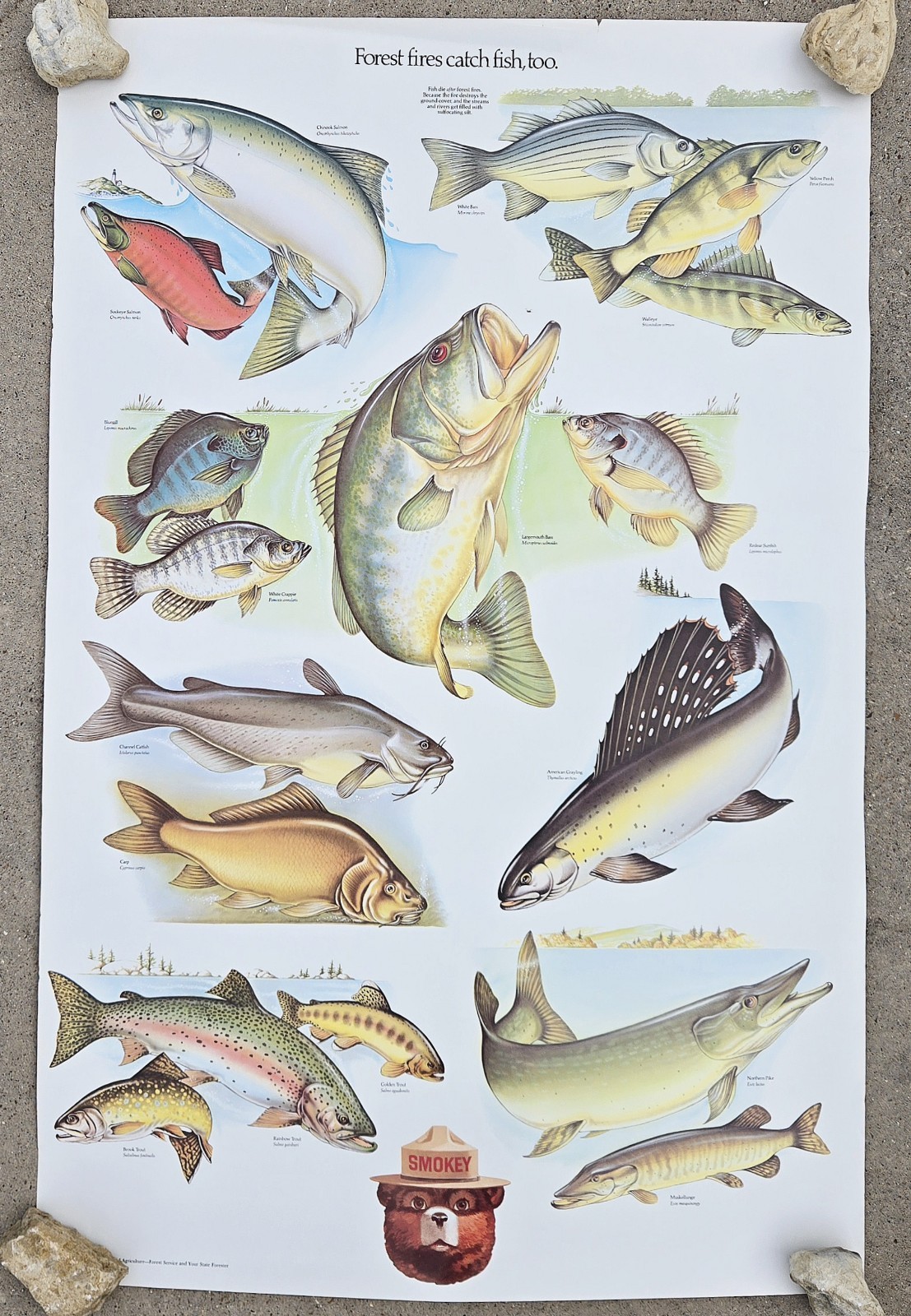 Vintage 1980s Smokey Bear US Forest Service Educational Poster Fish