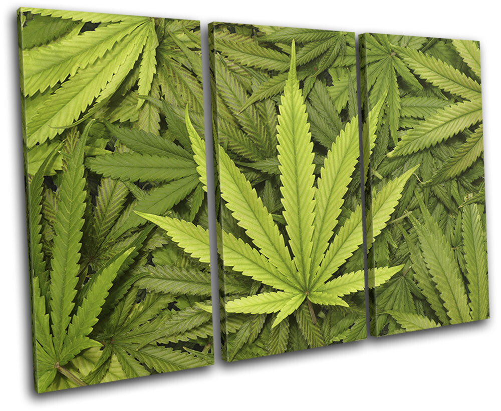 Marijuana Cannabis Dope Green Hobbies TREBLE CANVAS WALL ART Picture Print