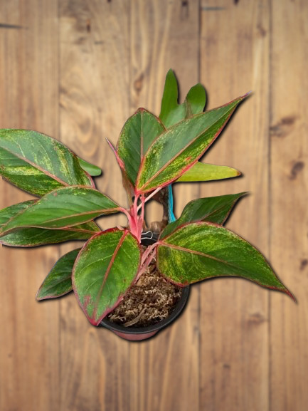 Aglaonema &lsquo;Siam Aurora&rsquo;.