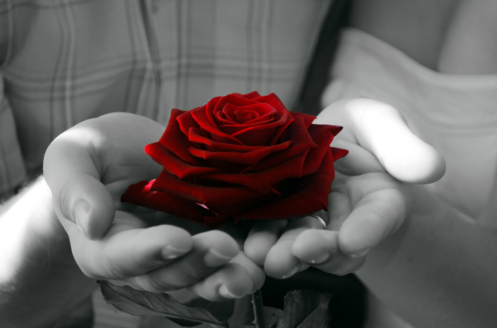 Red Rose in Black and White Hands, Art 8×10 Photo Picture