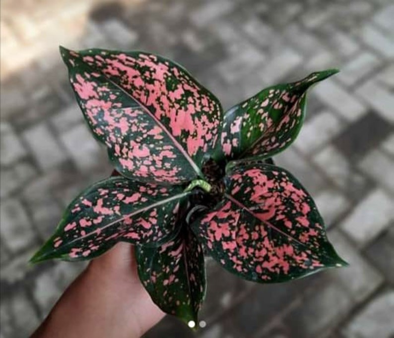 Real Picture Aglaonema Dalmantion Rare Plant