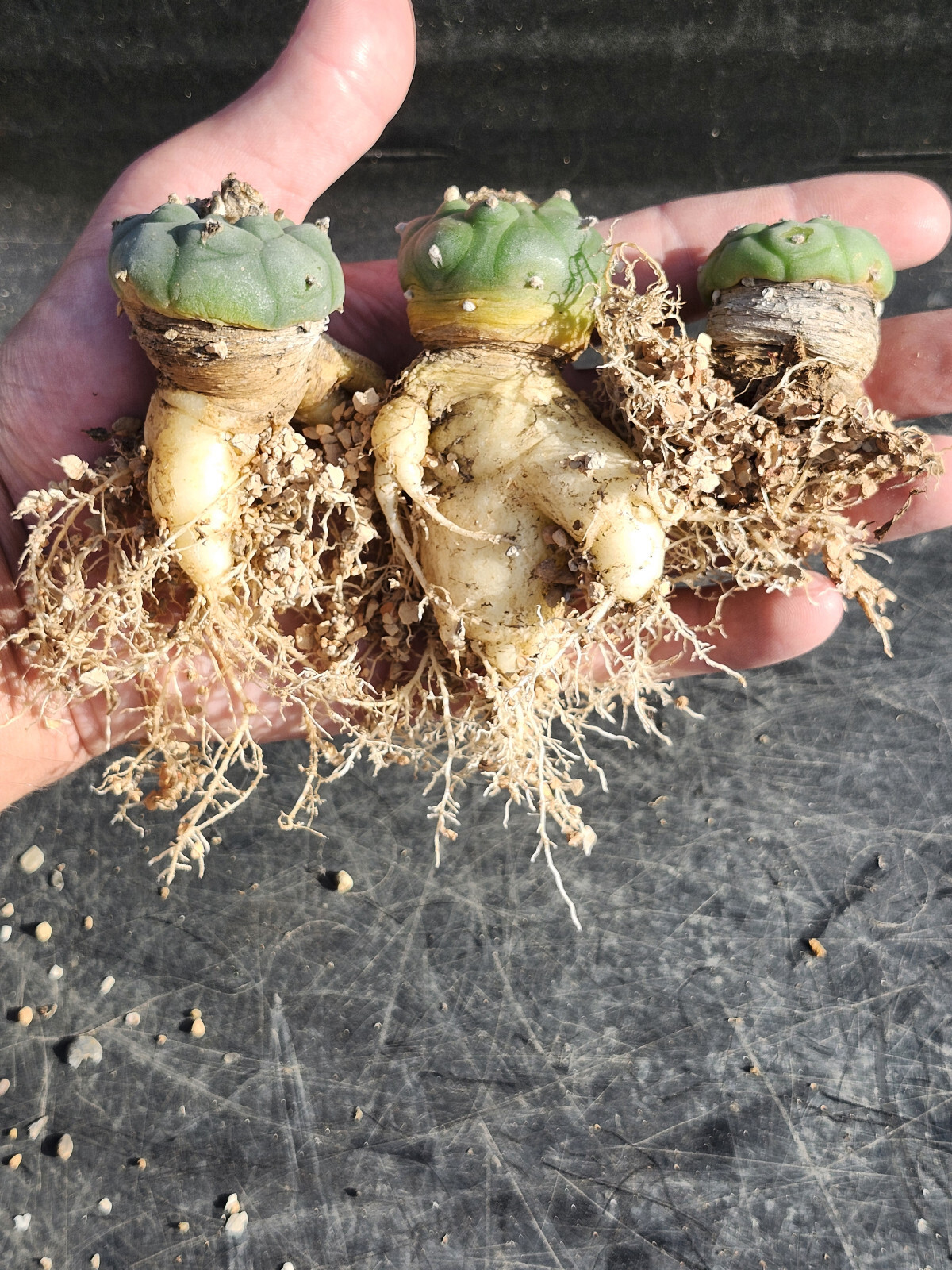 ONE(1) RARE Cactus sp koehresii, seed grown in 2.60&Prime; pot, large root