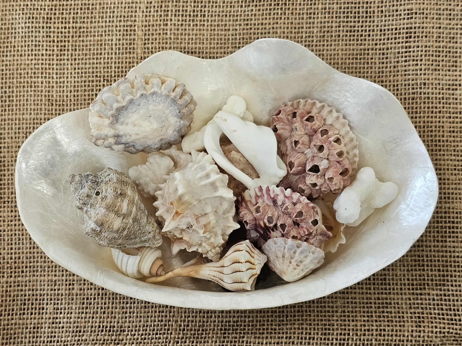 1-CAPIZ SEASHELL Clam Shape Bowl,Wedding Decor,Beach Decor,All Occasion Gifts