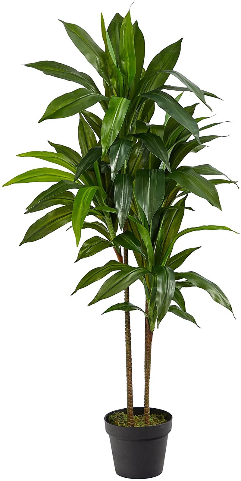 48In Dracaena Silk Plant (Real Touch) Green