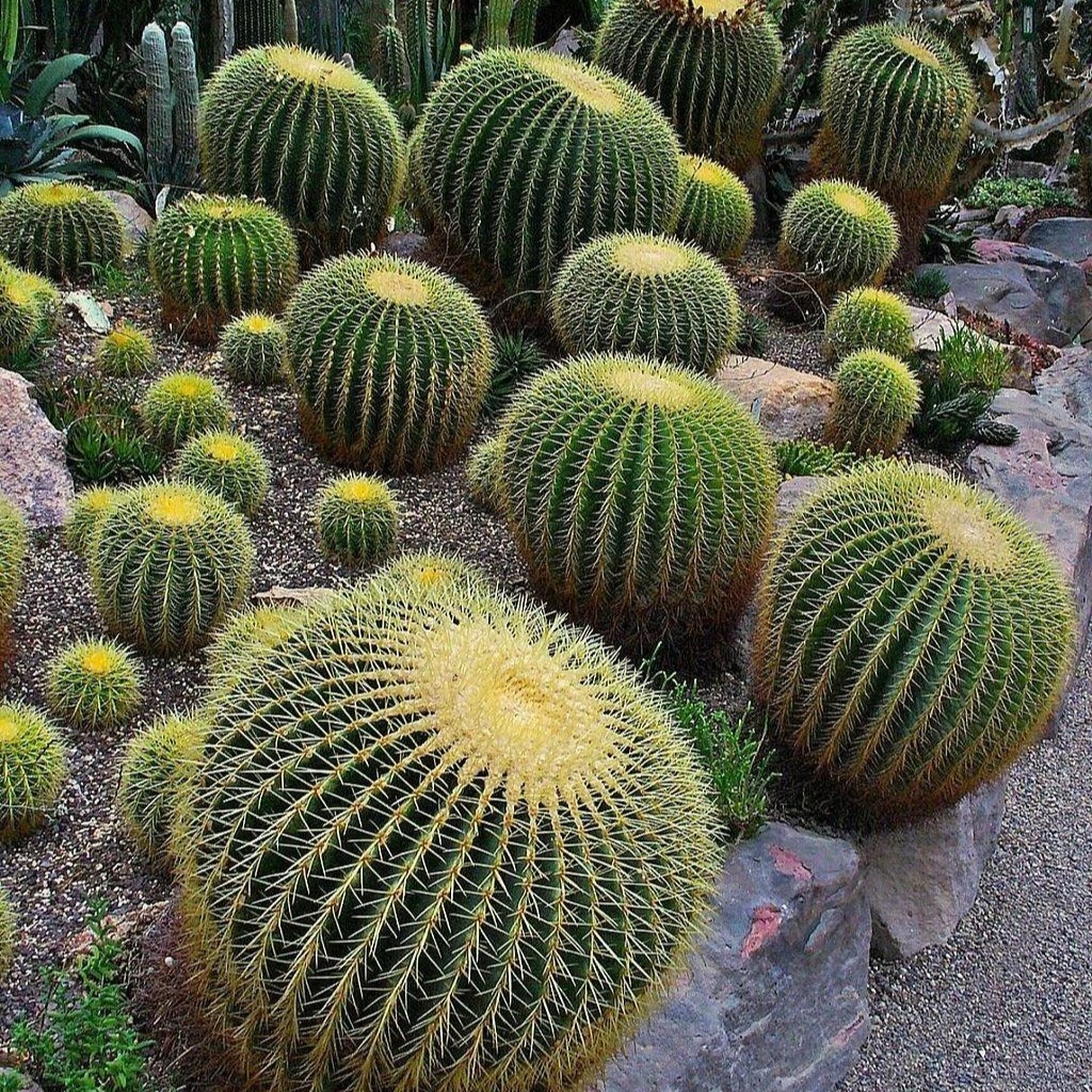 Astrophytum asterias Beautiful Raresucculent Garden Plants MIni CaCtus