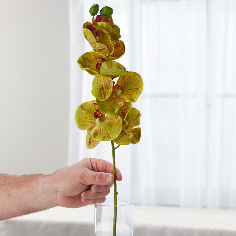 Set of 2 Artificial Green Poly Silk Moth Orchid 32&Prime; Floral Stems