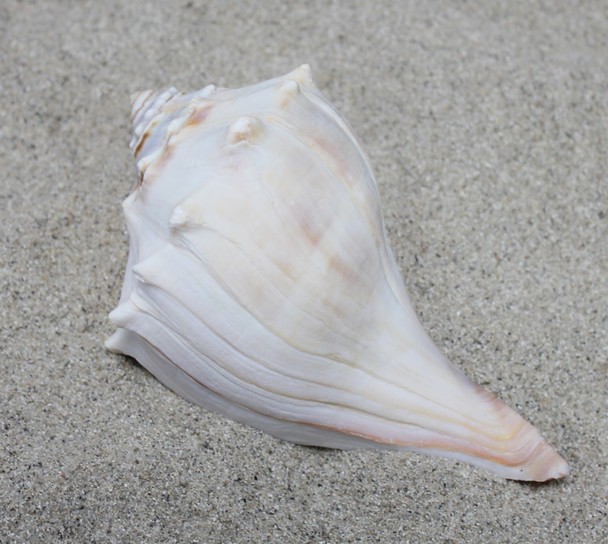 5-6&Prime; Atlantic Whelk Bulk Box 50 Count