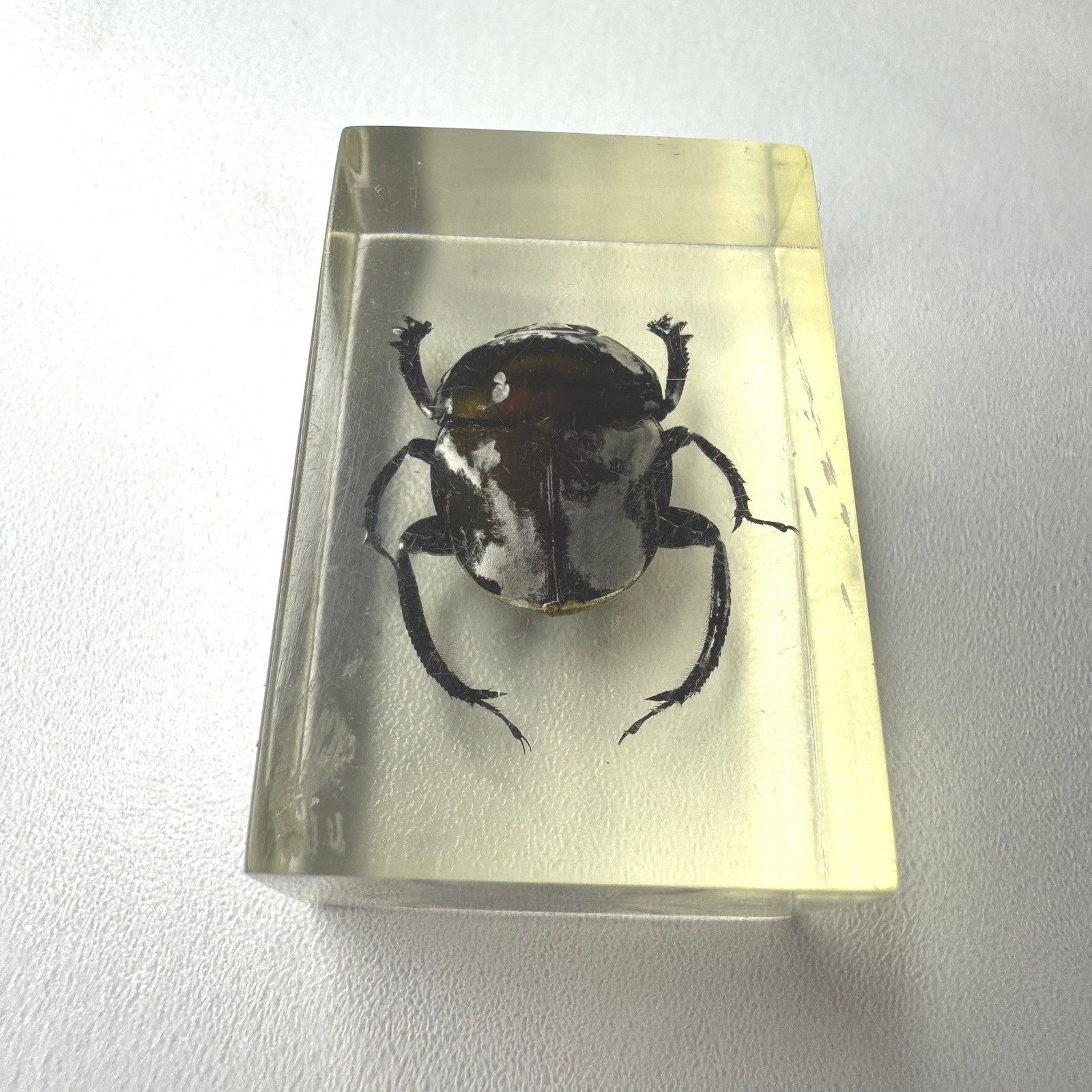 Real Insect Specimen Beetle Encased in Resin Paperweight Display 1.5&Prime; x 1&Prime;