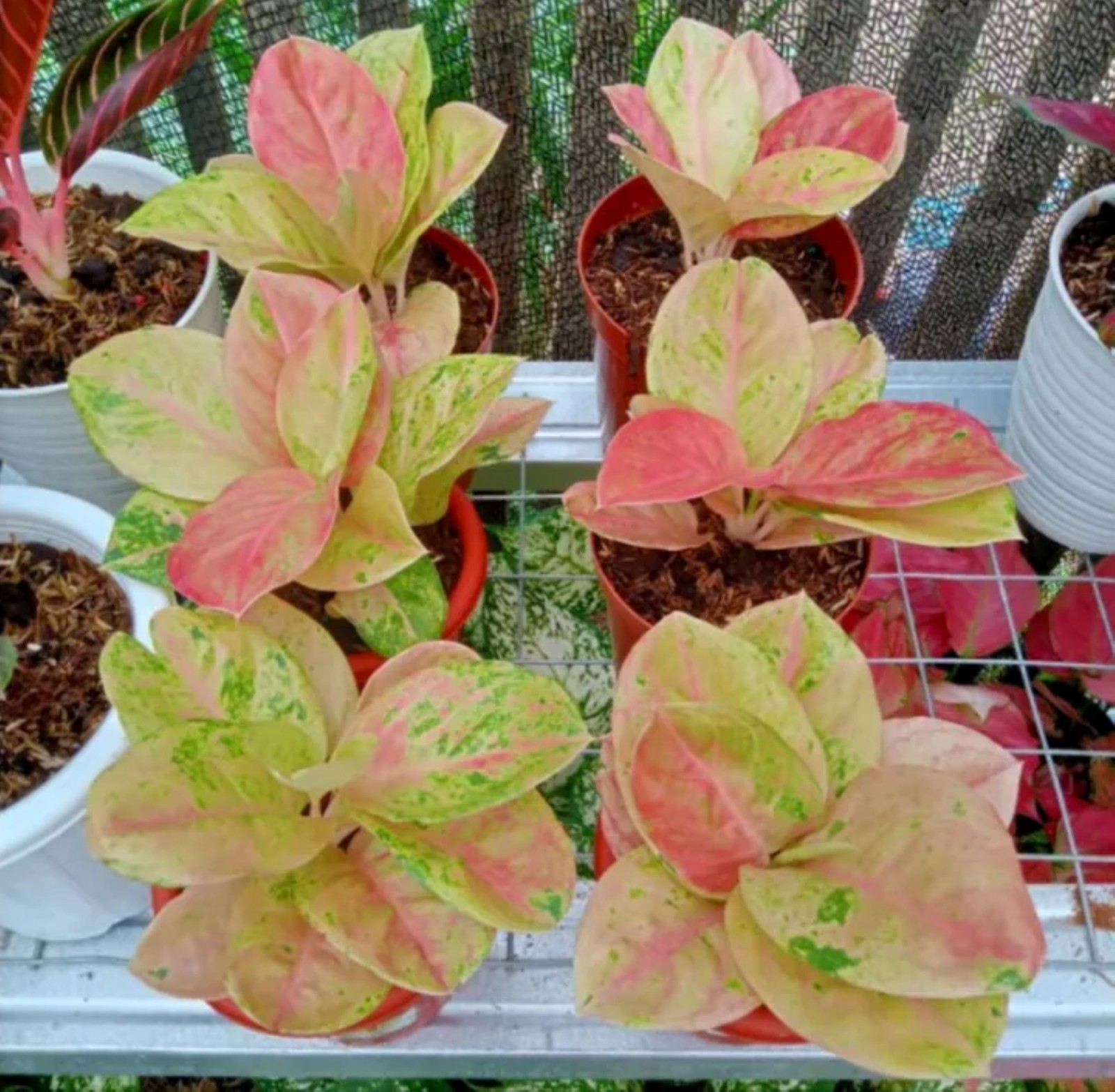 Aglaonema Emerald Plant Chinese Evergreen Live Houseplant Easy Care Indoor Plant