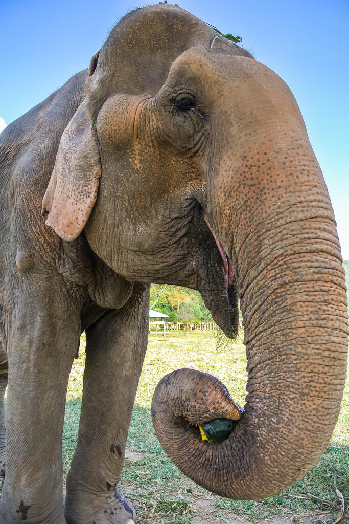 Asian Elephant Eating Pumpkin Wildlife Reserve Photo Art Print Poster 12×18
