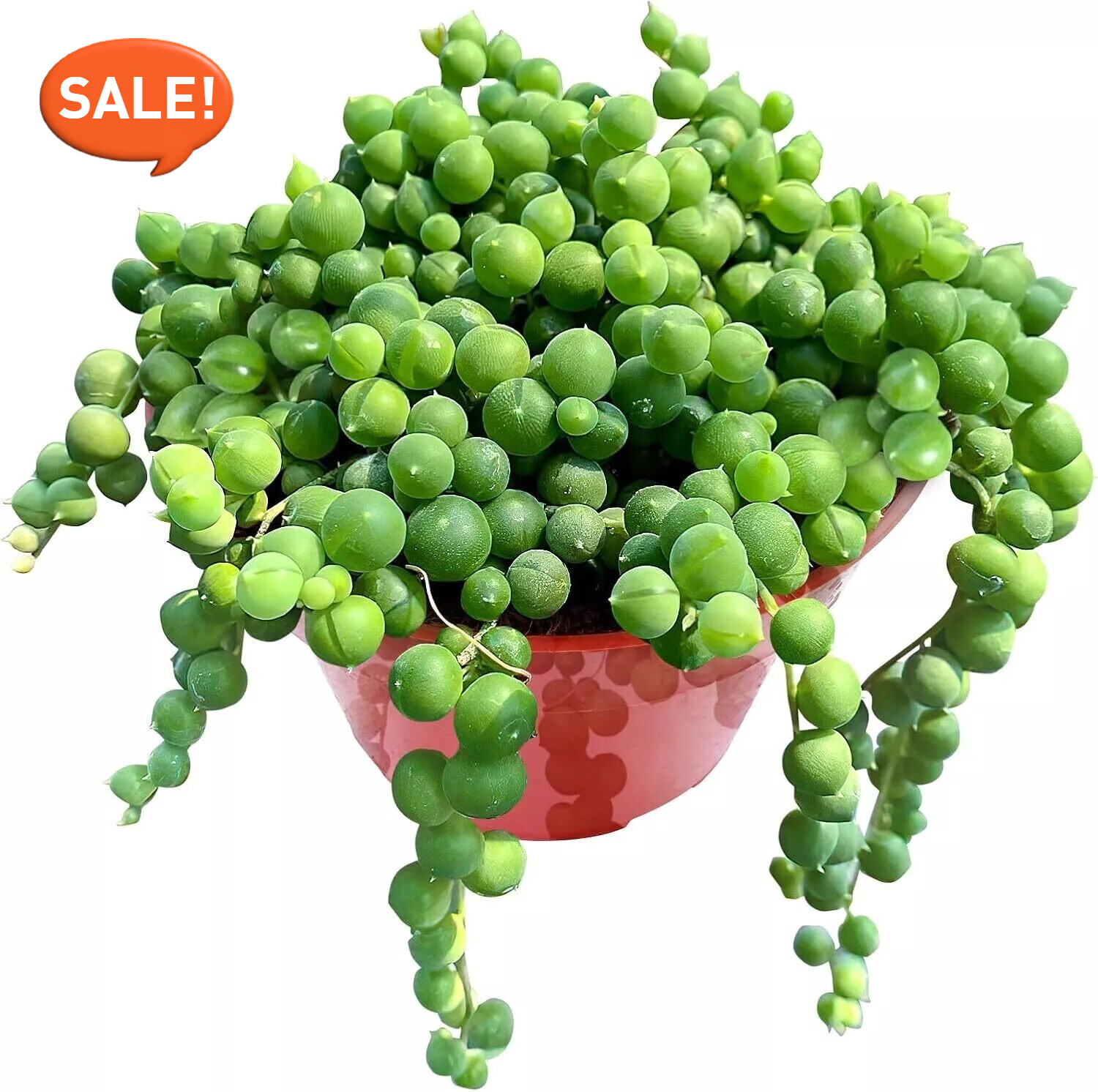 Live Succulent String of Pearls Live Plant Fully Rooted in 4&Prime; Pot with Soil