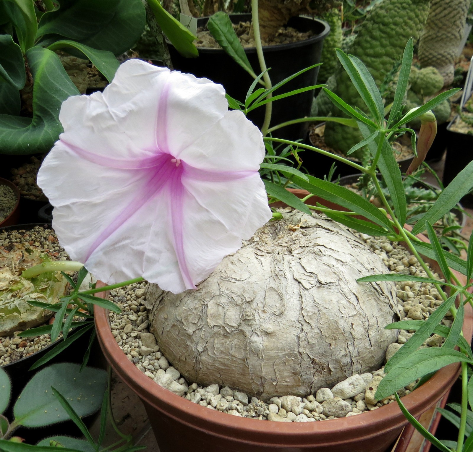 Ipomoea cairica,Euphorbia, Caudex,Succulent Plants,Cactus