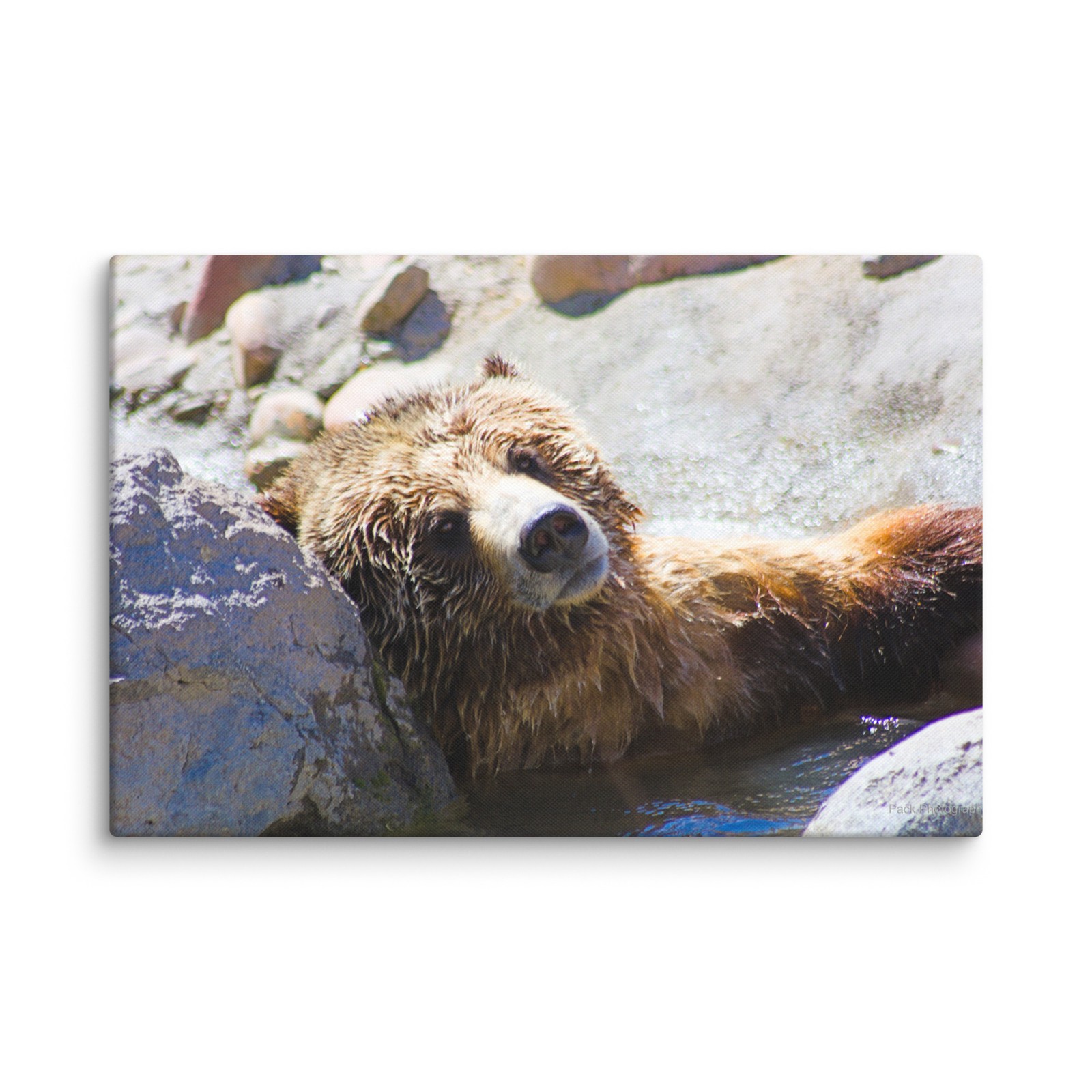 RELAXED BEAR Photo Canvas Print