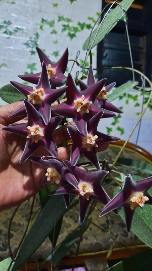 Hoya Stenakei Dark Sp Papua Rare Plant