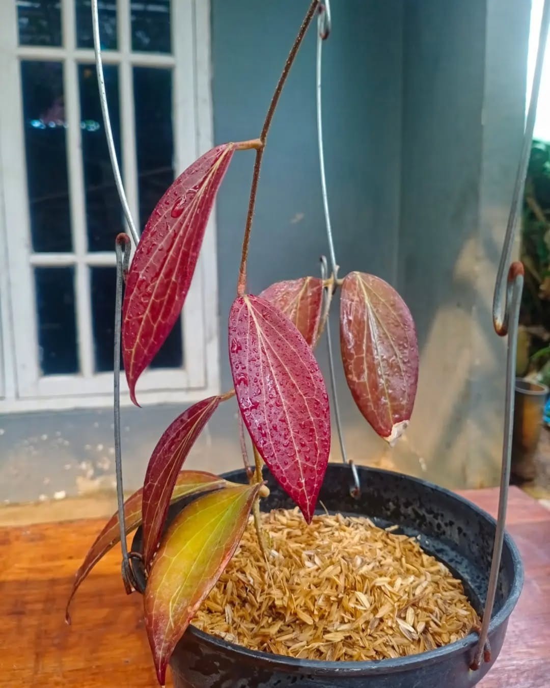 Hoya Nicholsoniae Sp Papua Super Red Rare Topical Wax Plant