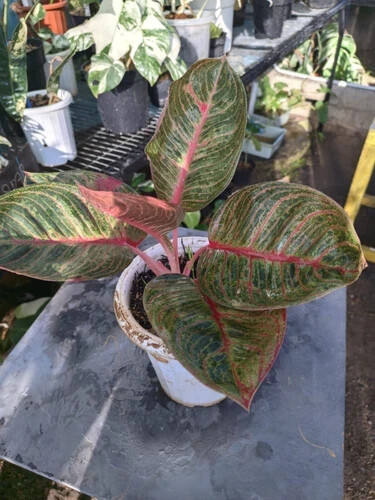 Aglaonema Hughes Red Big Leaves Rare Plant