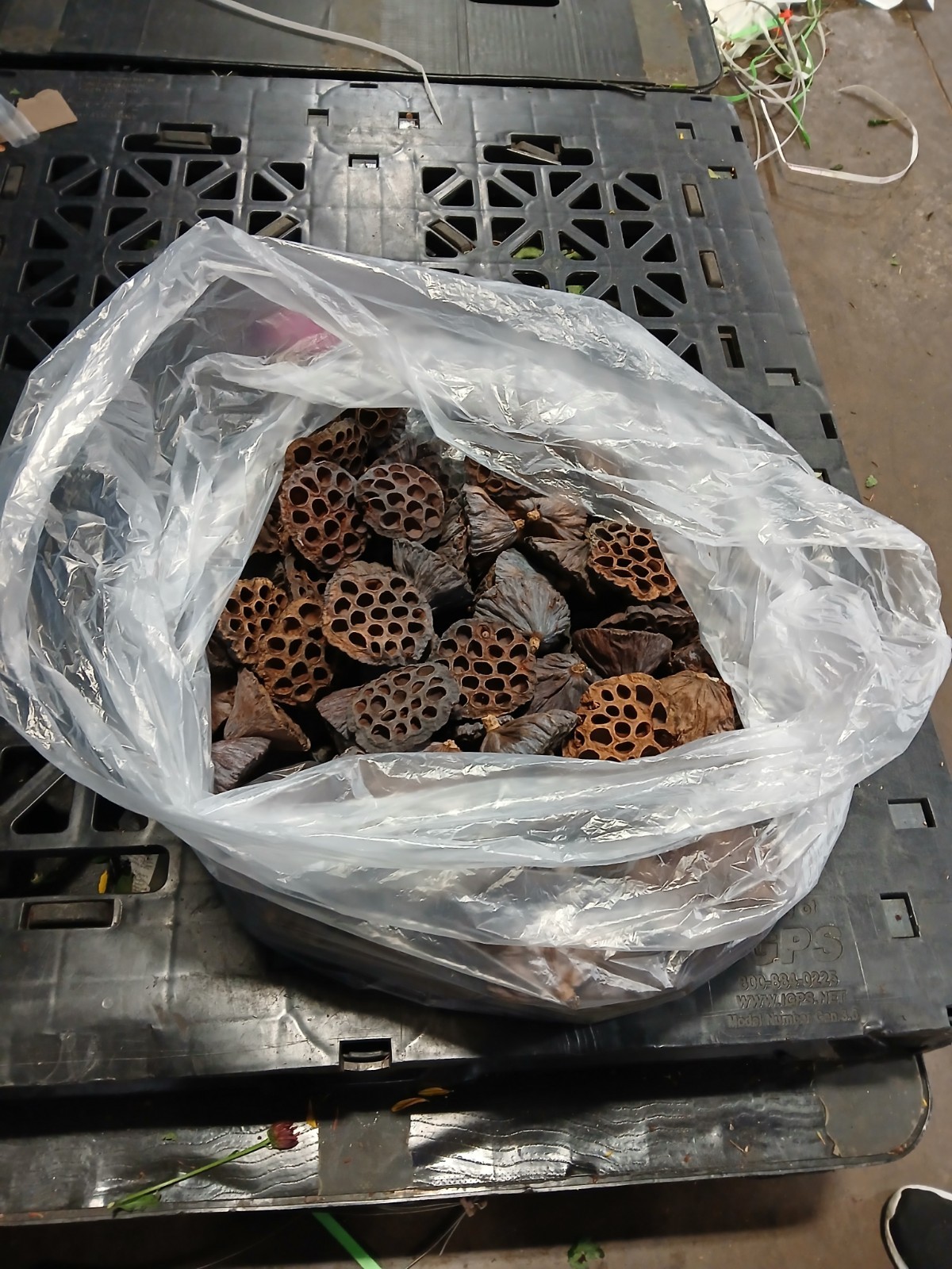 LOTUS PODS Dried Lot-of-15 2.5-3.5&Prime; for Floral and Crafting Wreath projects