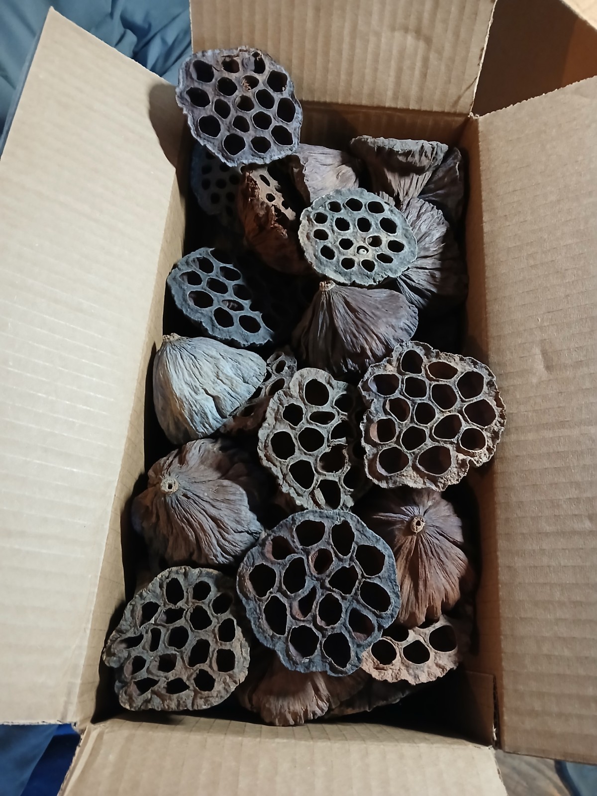 LOTUS PODS Dried Lot-of-15 2.5-3.5&Prime; for Floral and Crafting Wreath projects