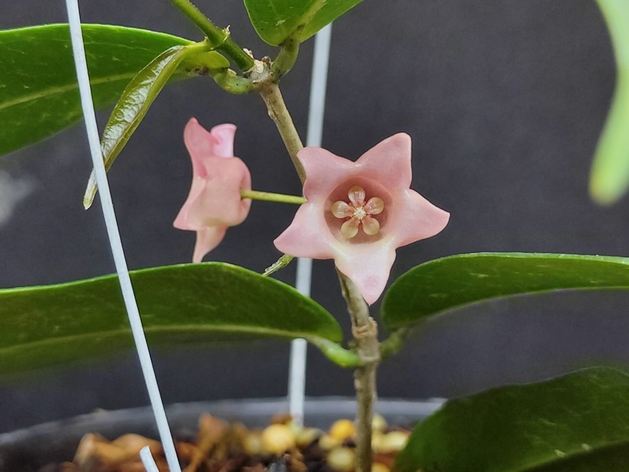 Hoya Papuana Sp PNG Very Beautiful Exotical Plant