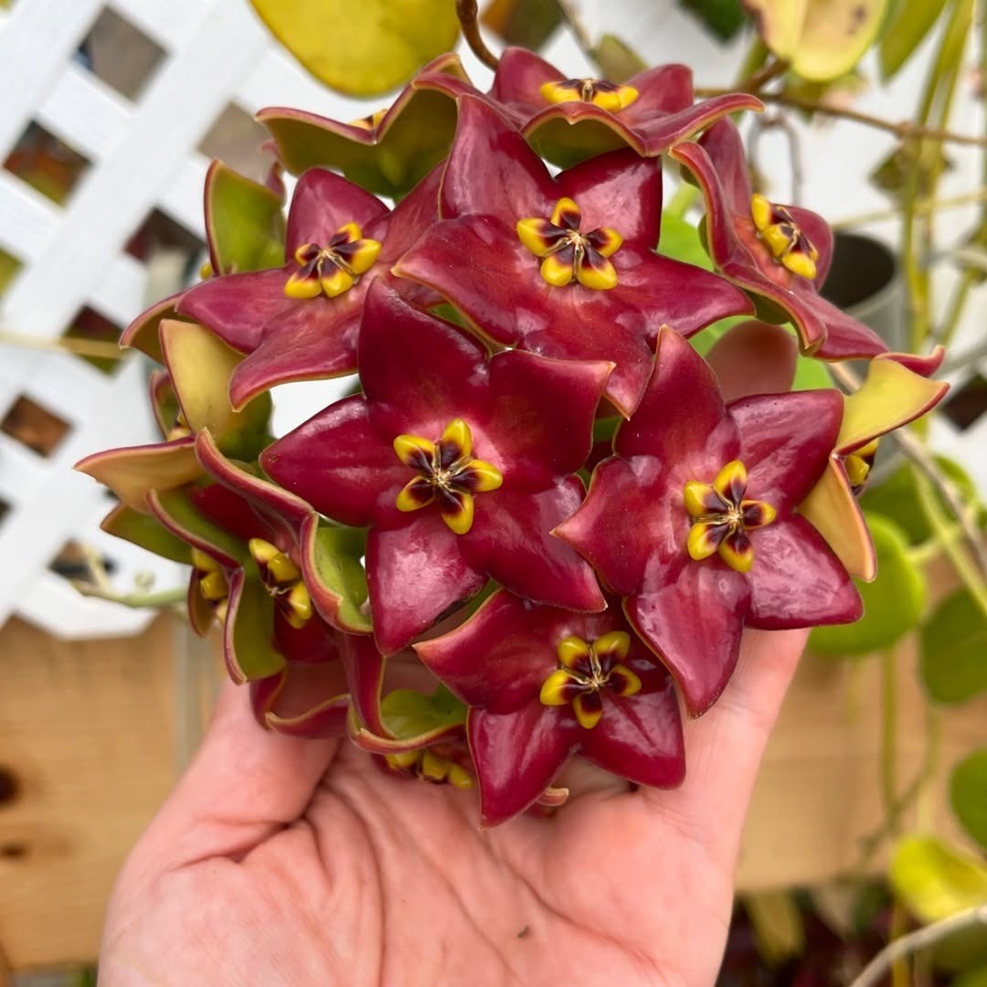Hoya Sussuela Rare Tropical Wax Plant