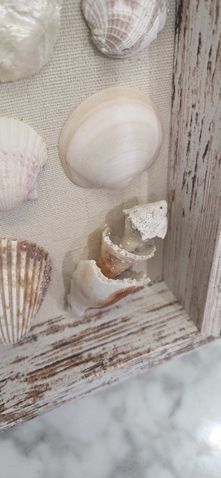 Handmade Florida Gulf Coast Seashell Shadow Box 8×8 Beach Coastal Decor Wall Art