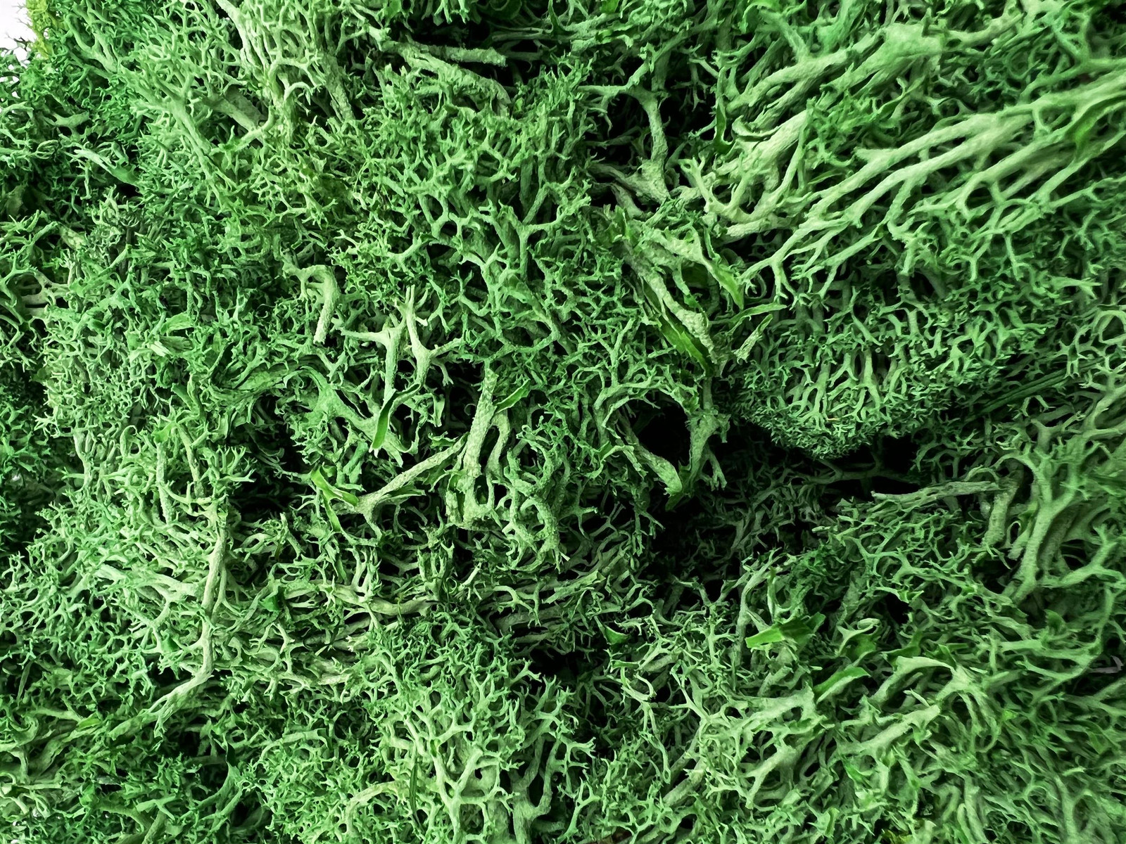 Bergamo Art 200g Preserved Reindeer Moss in Green