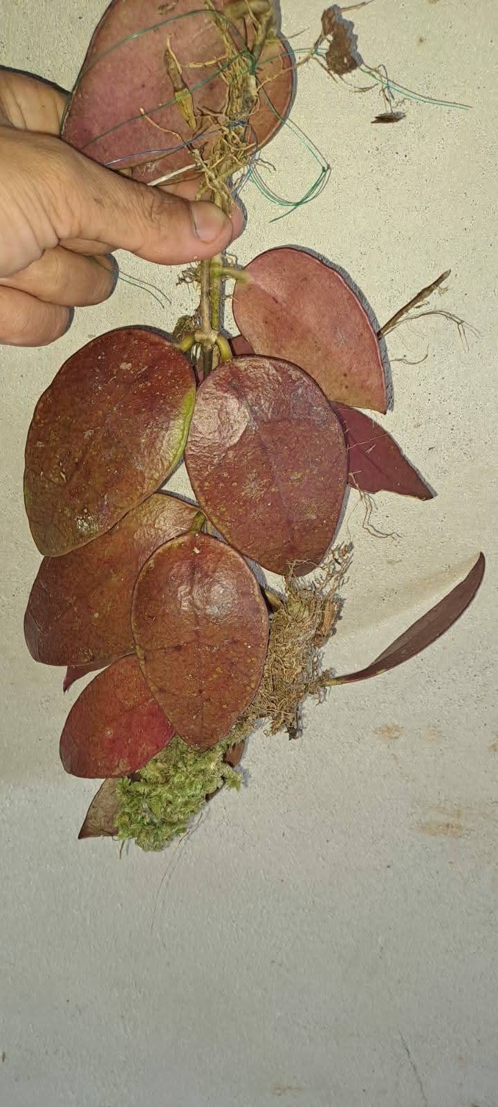 Hoya Benchaii Red Leaves Rare Plant