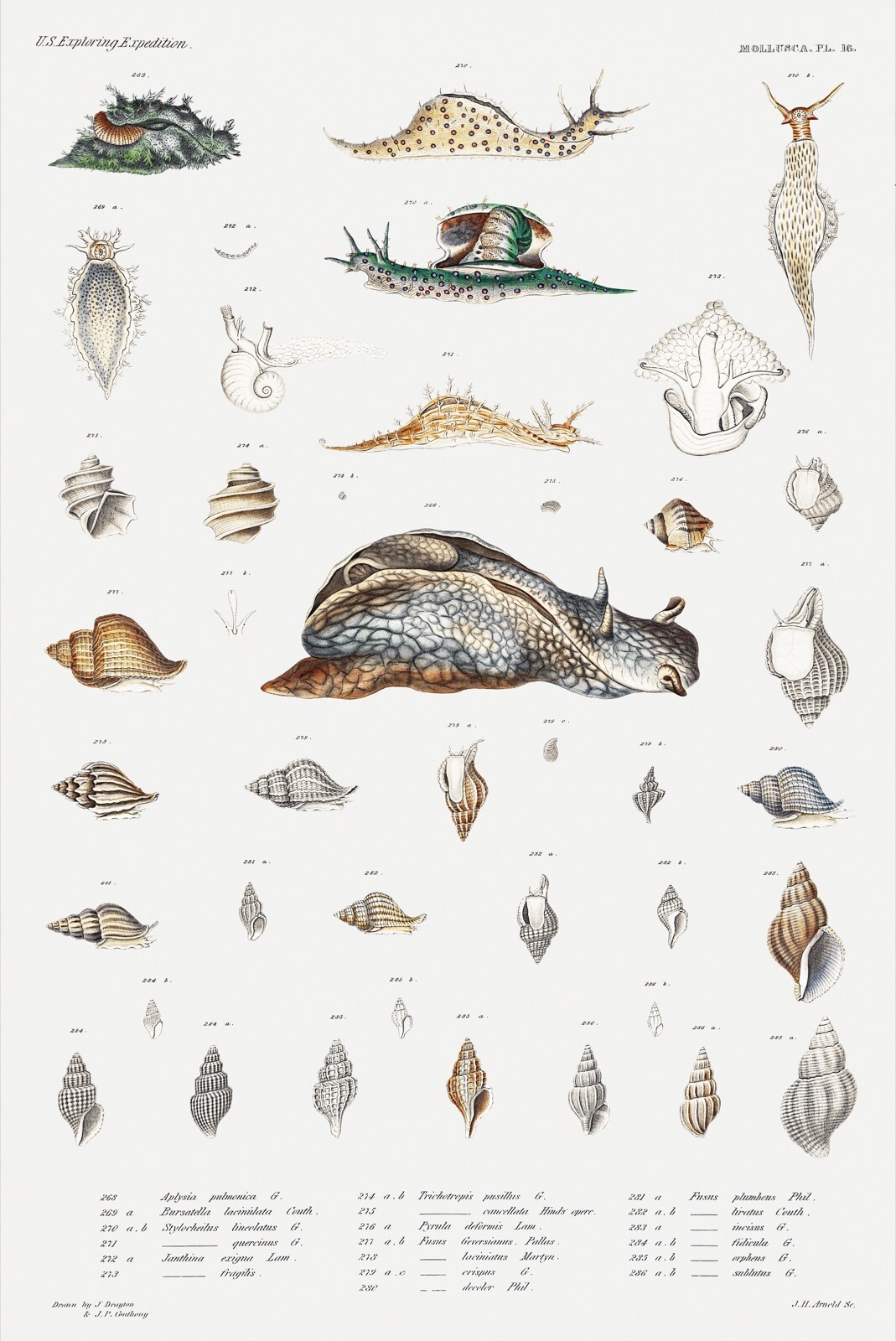 11660.Decoration Poster.Room wall.Home design.Science illustration.Snails art