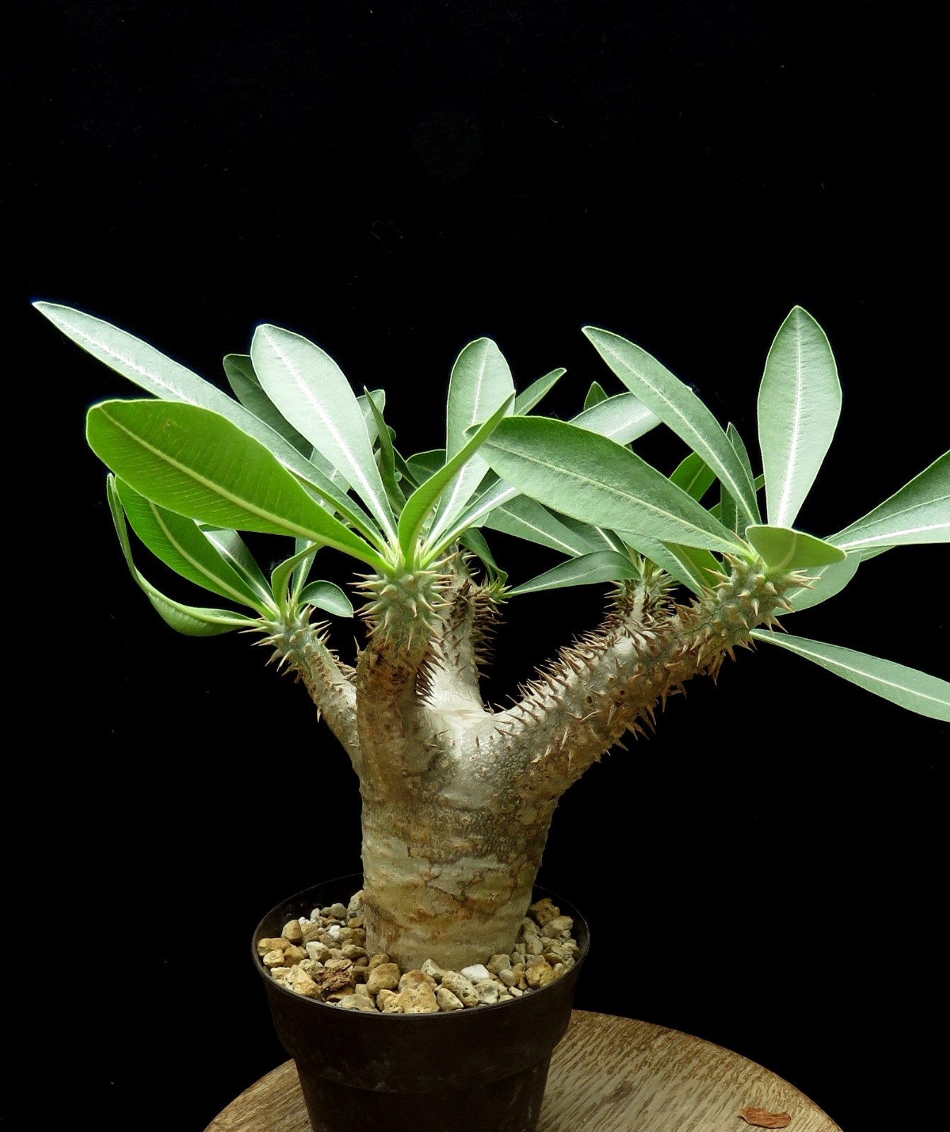 Pachypodium densiflorum,Euphorbia, Caudex,Succulent Plants,Cactus
