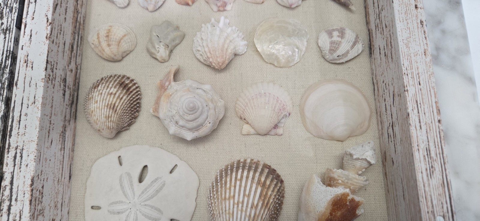 Handmade Florida Gulf Coast Seashell Shadow Box 8×8 Beach Coastal Decor Wall Art