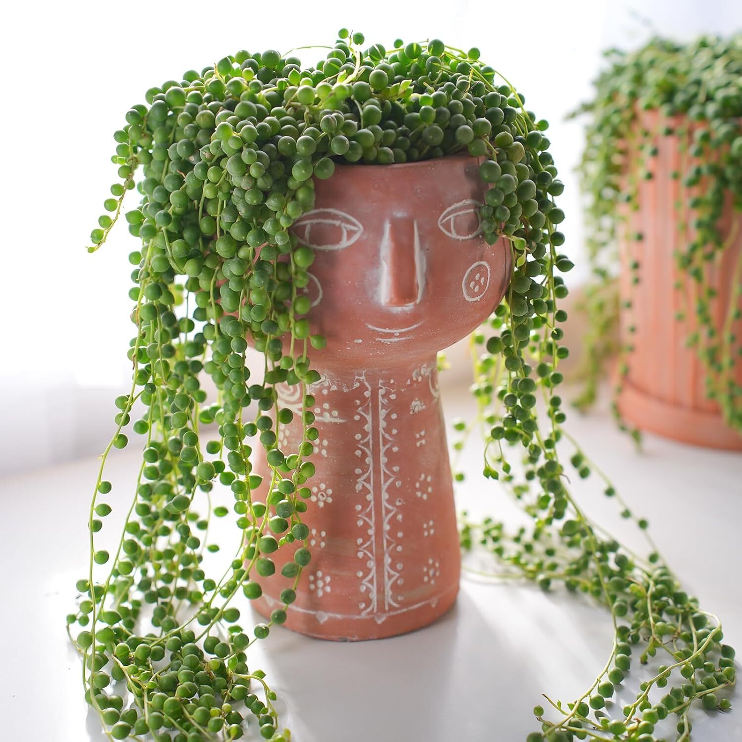 4&Prime; String of Pearls Live Trailing Succulent Fully Rooted in Pots with Soil Mix
