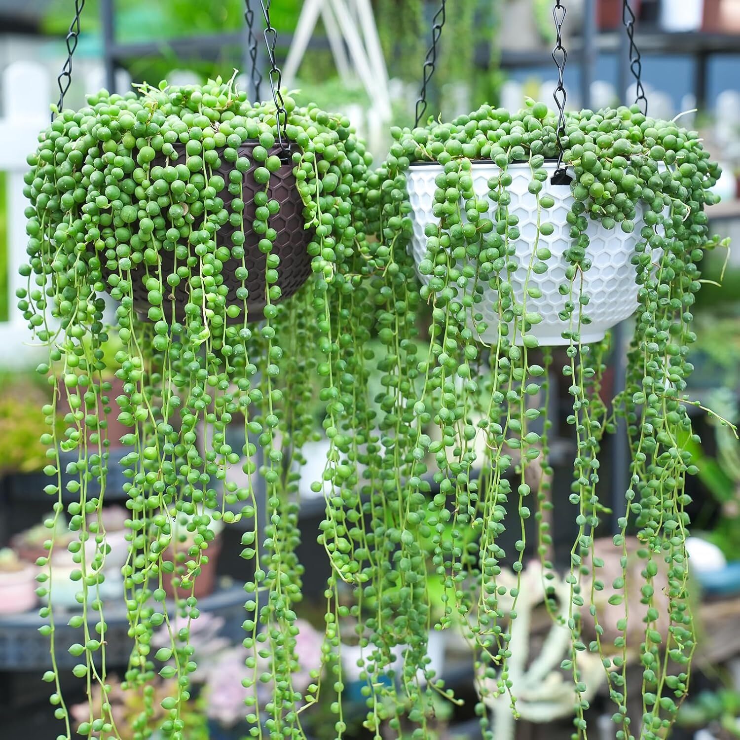 4&Prime; String of Pearls Live Trailing Succulent Fully Rooted in Pots with Soil Mix