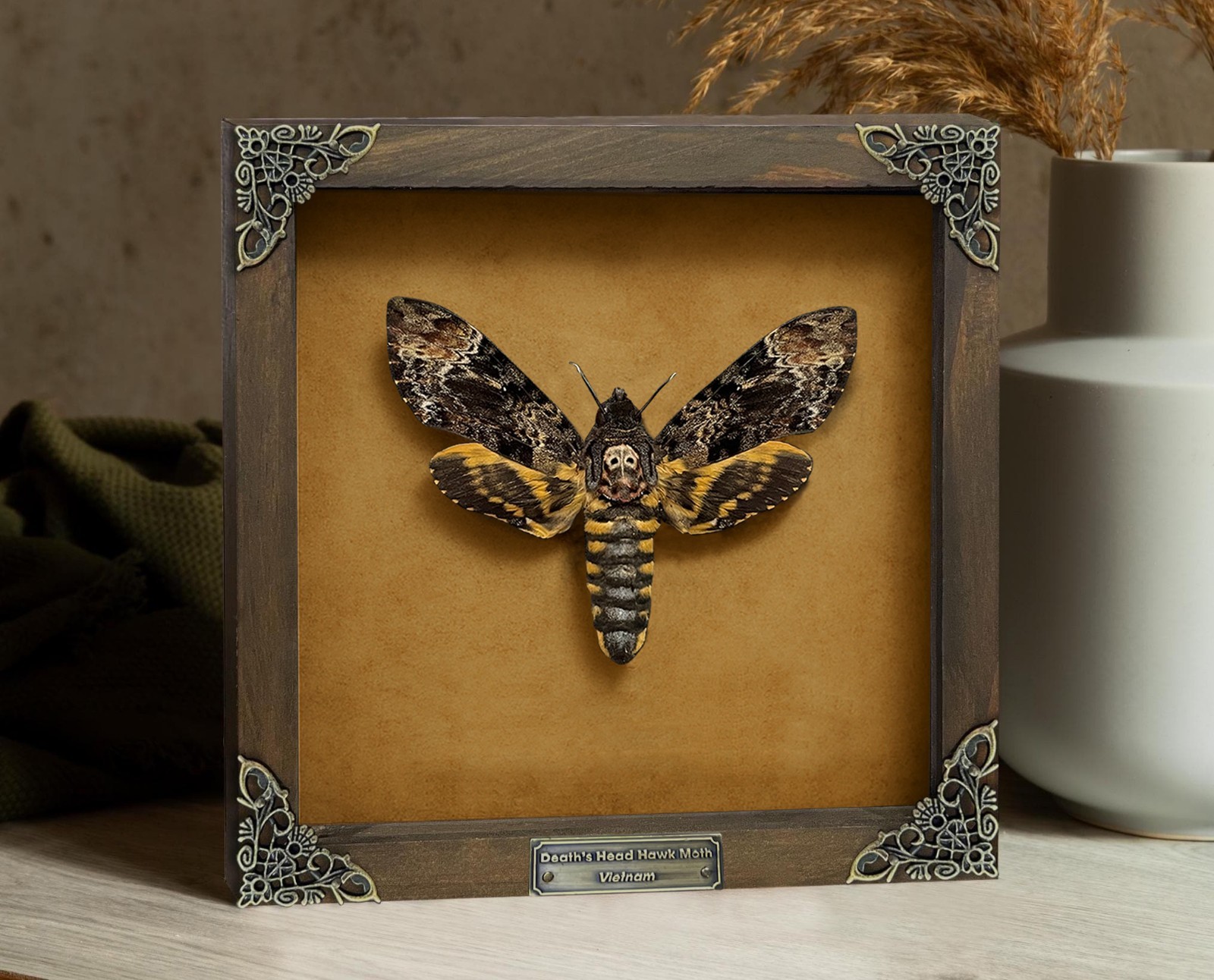 Framed Skull Moth Real Death’s Head Taxidermy Collection Oddities Gothic Decor