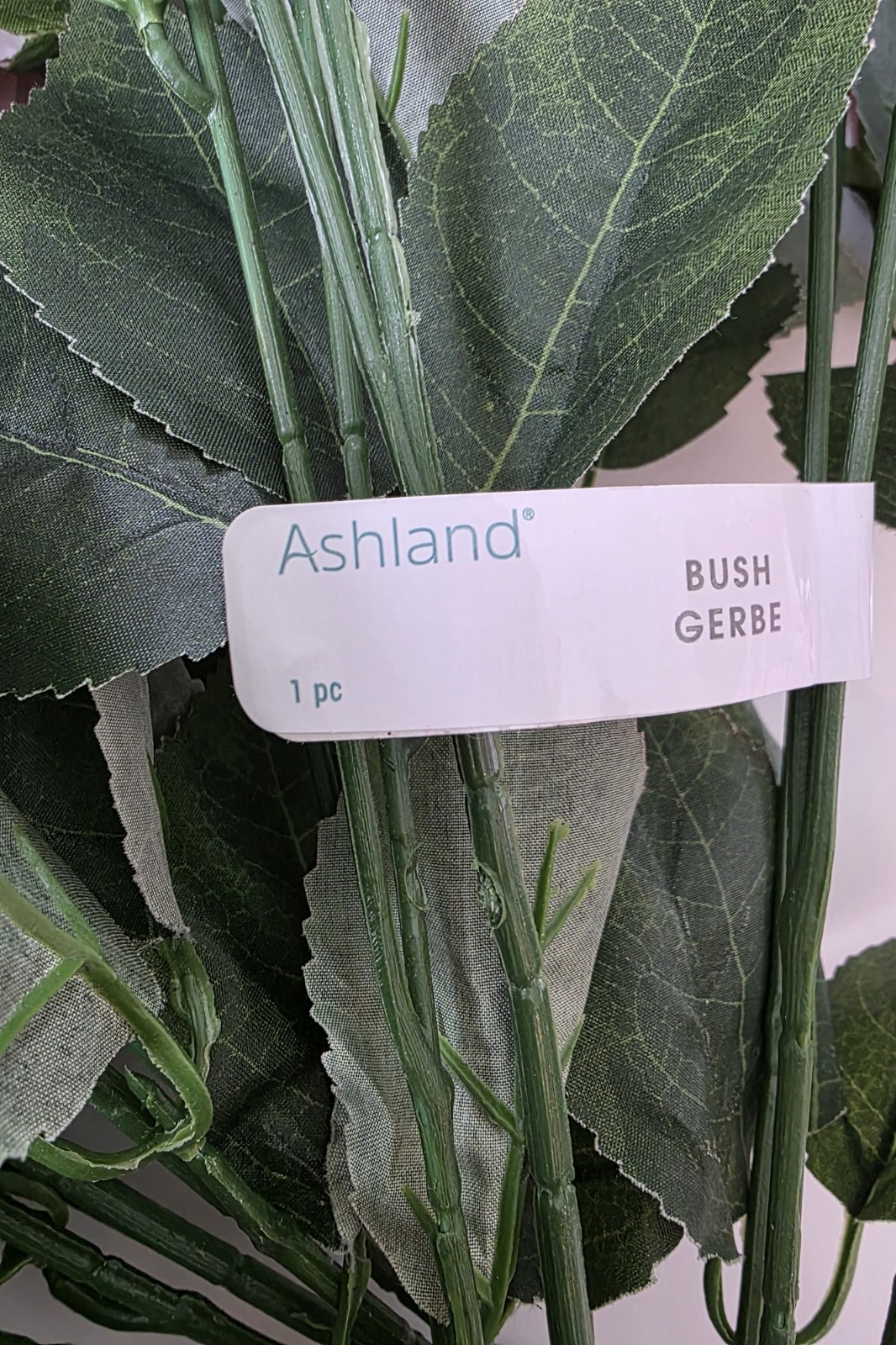Ashland Rose Bush *Preowned, Gorgeous*