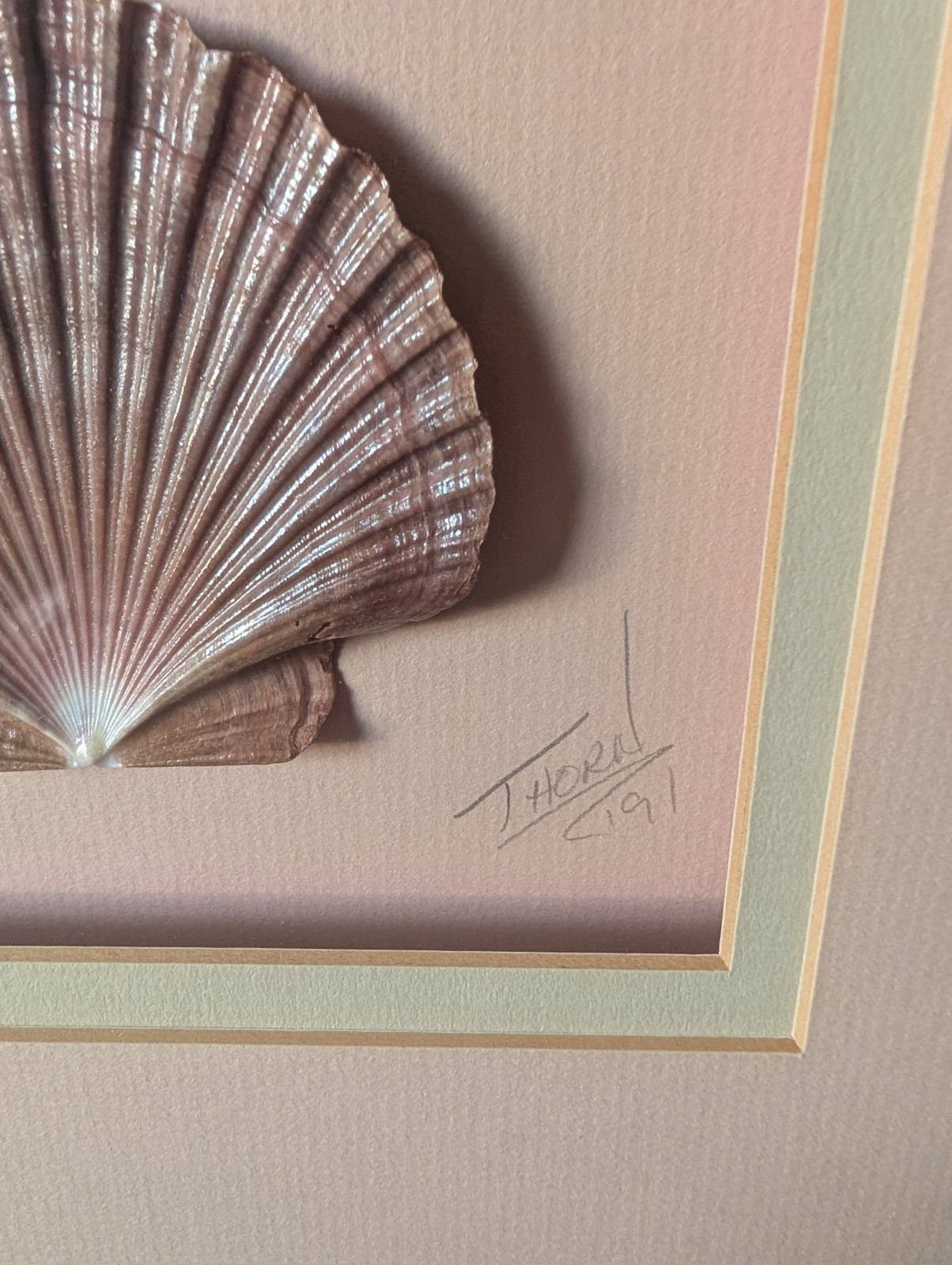 Vintage Signed 90&rsquo;s Scallop Seashells, Double Matted Solid Wood Shadow Box Frame