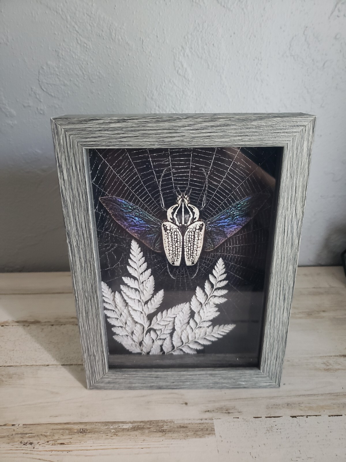 Beetle framed picture goliathus fern web spiderweb boho indie goth cool love