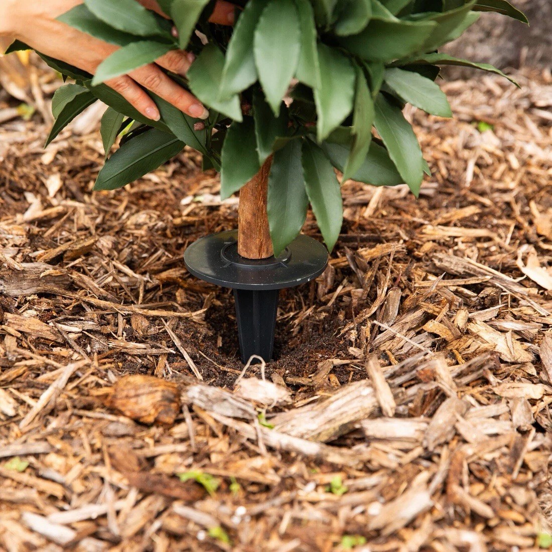 3&prime; UV Artificial Laurel Plant with Integrated Ground Stake (Indoor/Outdoor)