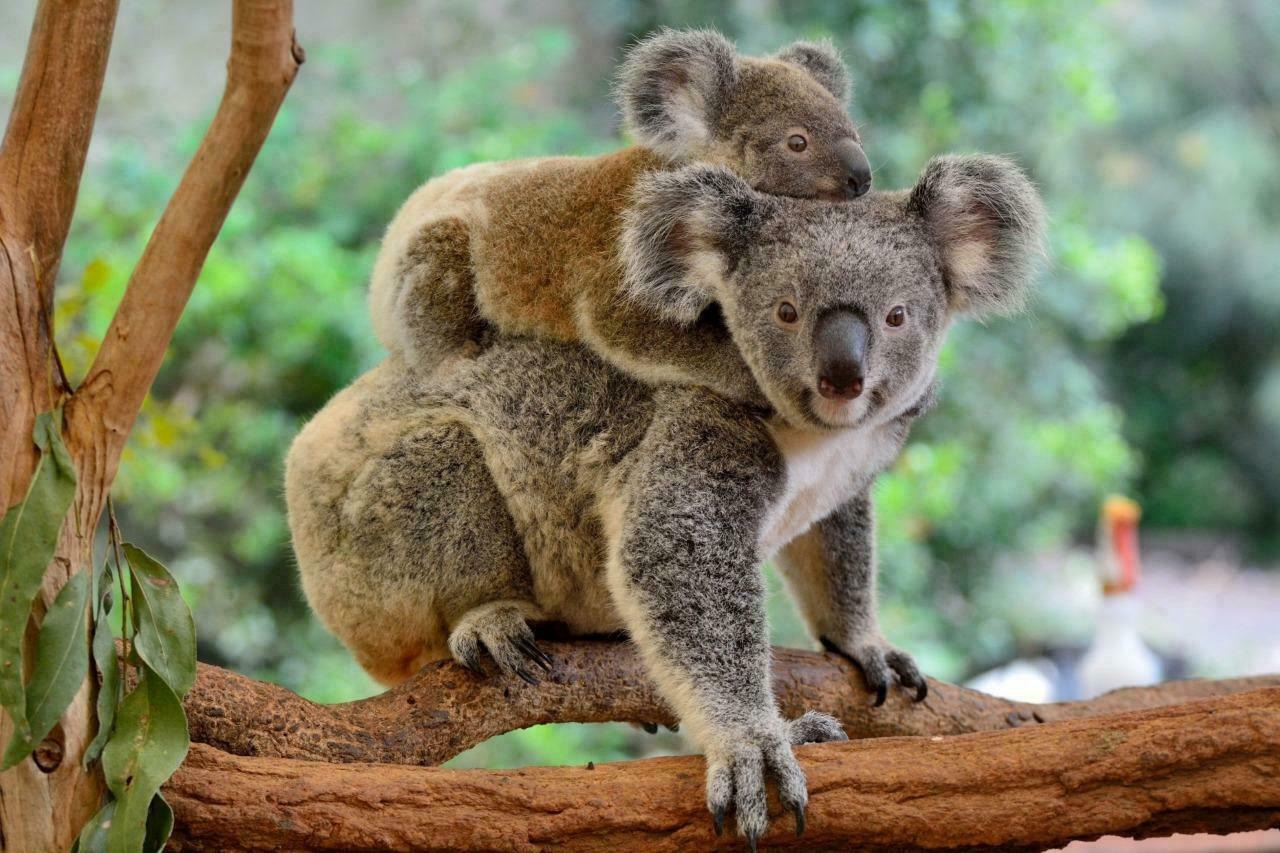 KOALA & JOEY GLOSSY POSTER PICTURE PHOTO PRINT bear cute marsupial baby mom 5450