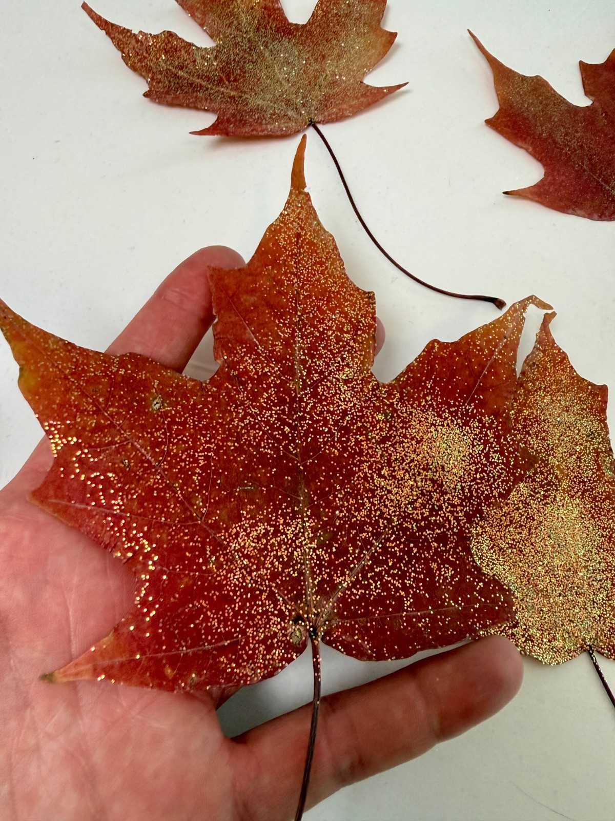 Set of 10 Glitter Maple Leaves – Real Preserved Autumn Leaves