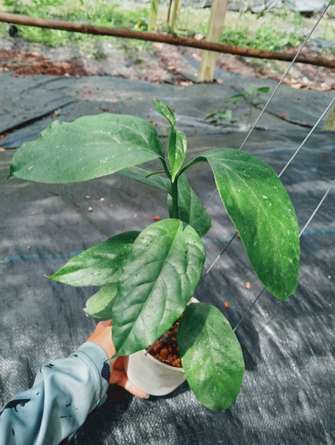 Hoya Praetorii Rare Tropical Wax Plant