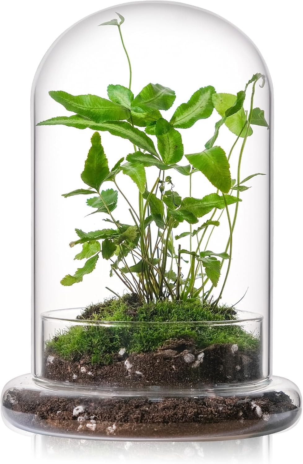 WHJY 8 inches Glass Cloche for Indoor Plants Small Terrarium Glass Cloche with B