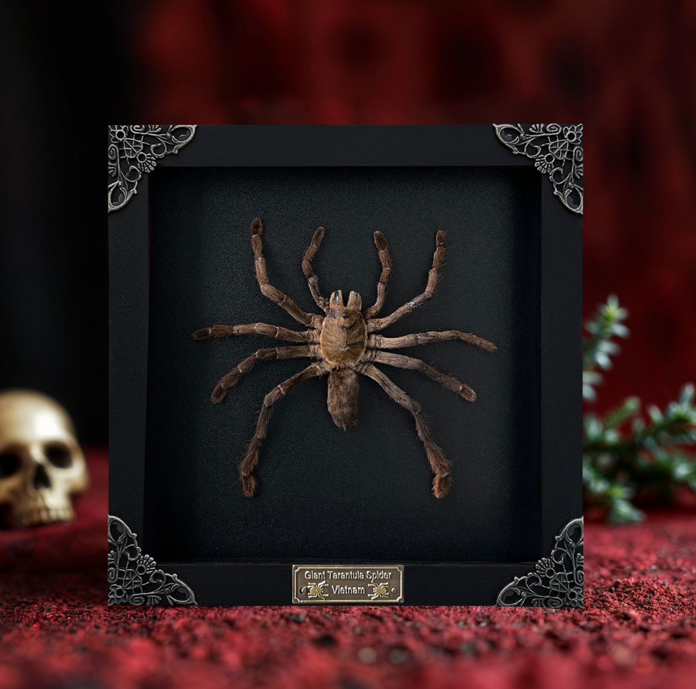 Real Giant Tarantula Spider in Frame Preserved Specimen Curiosity Decor