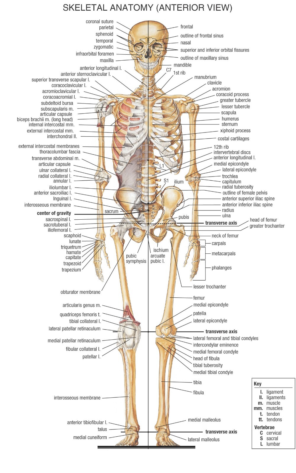 Skeletal Anatomy (Anterior View) POSTER 24 X 36 INCH