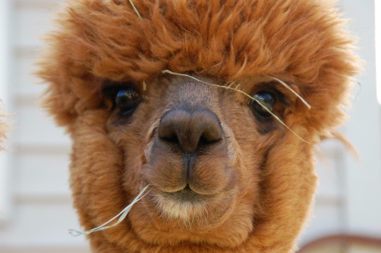 ALPACA GLOSSY POSTER PICTURE PHOTO PRINT cute adorable south american 4503