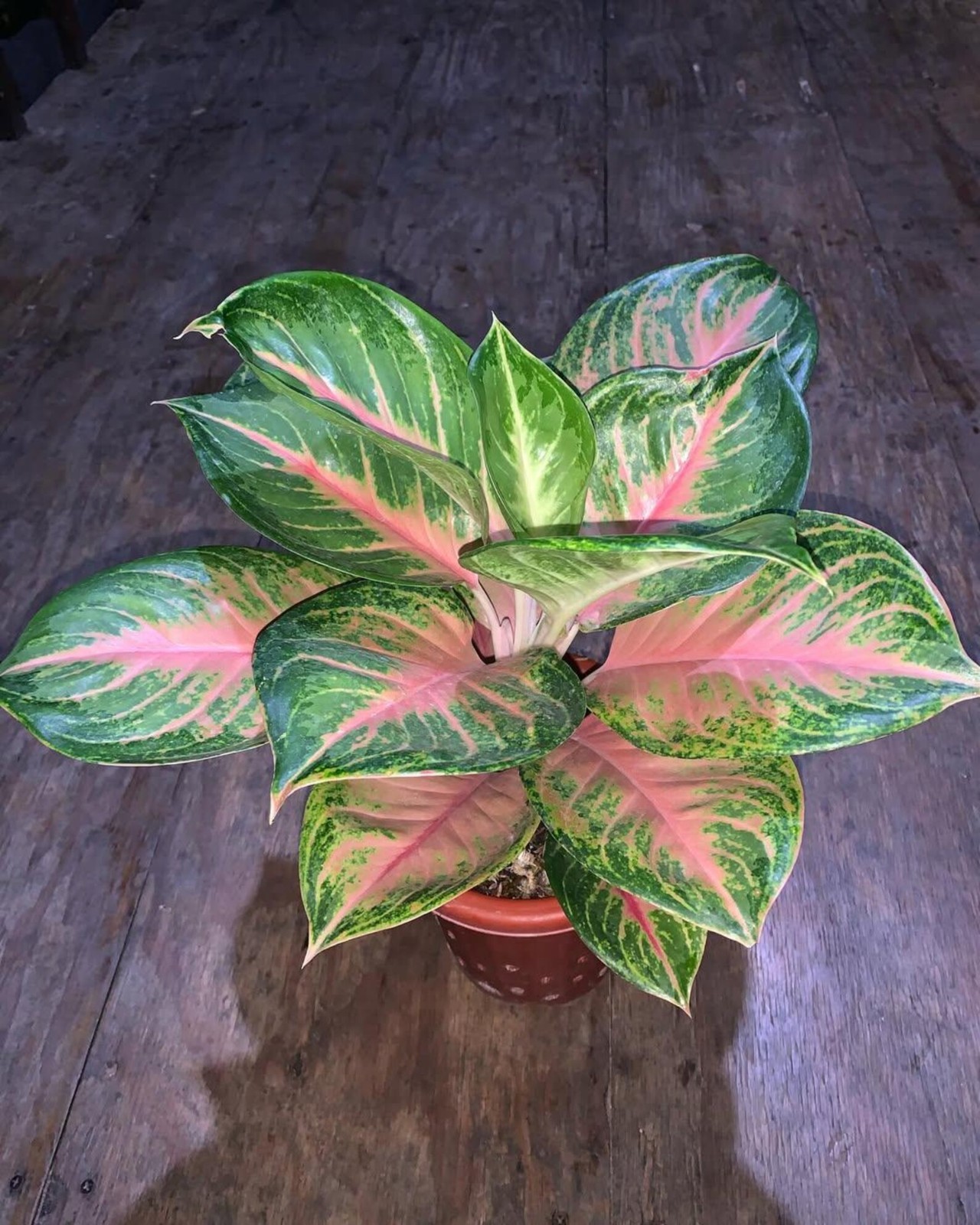 Real Picture Aglaonema Gendis Beautiful Rare Plant
