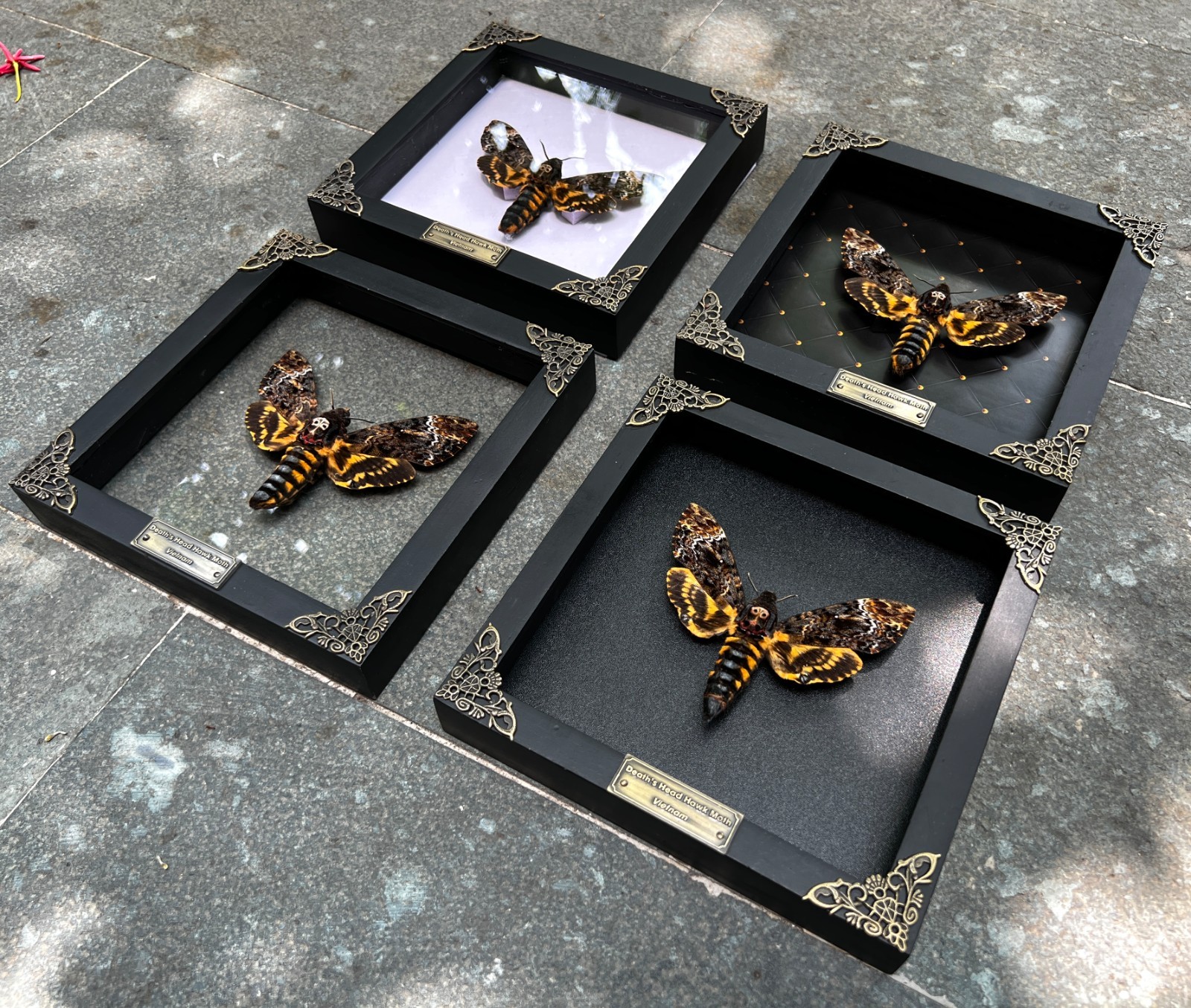 Framed Skull Moth Real Death’s Head Taxidermy Collection Oddities Gothic Decor