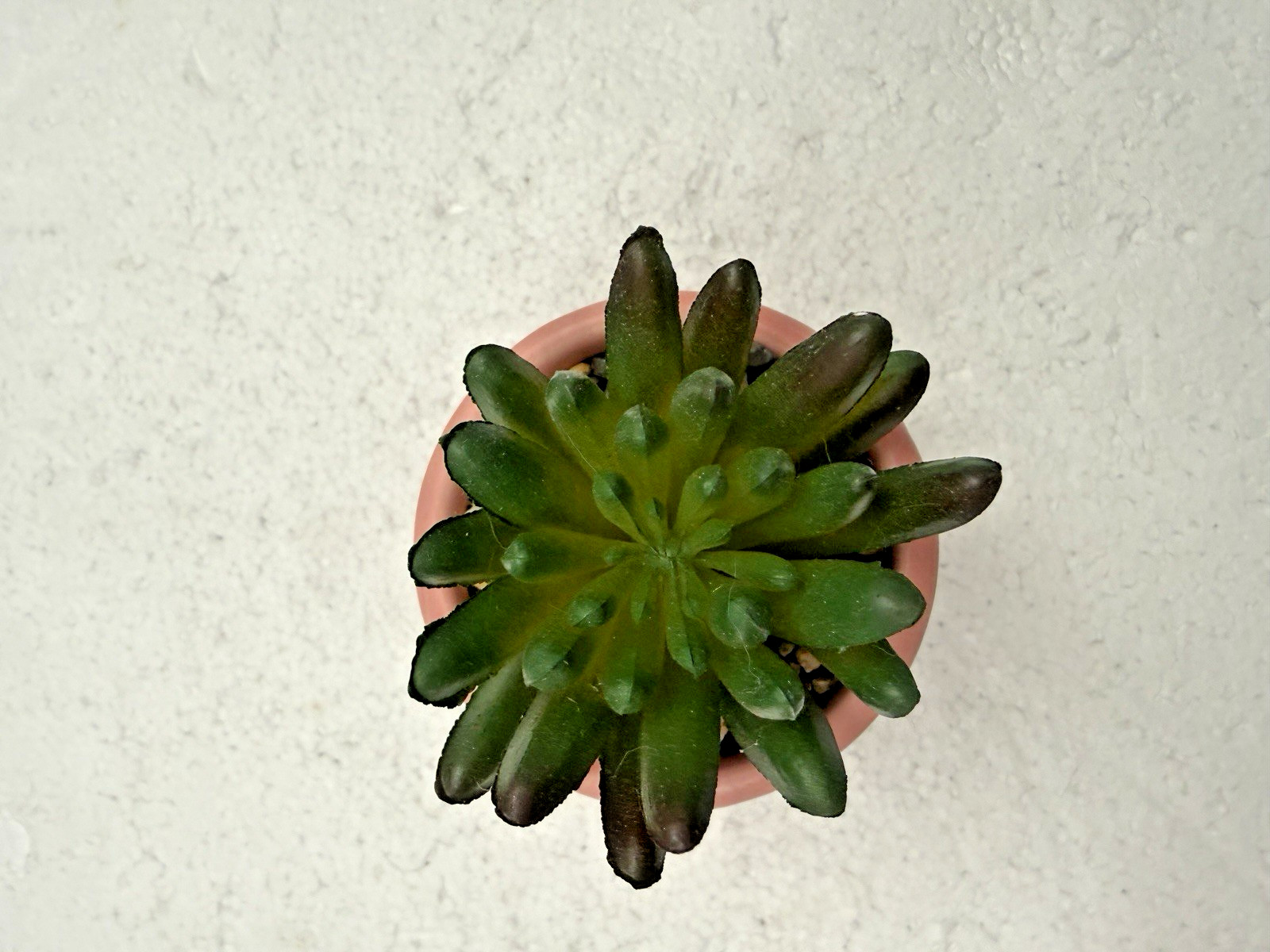 Potted Faux Succulent Pink « Love » 4&Prime; FAST SHIP!